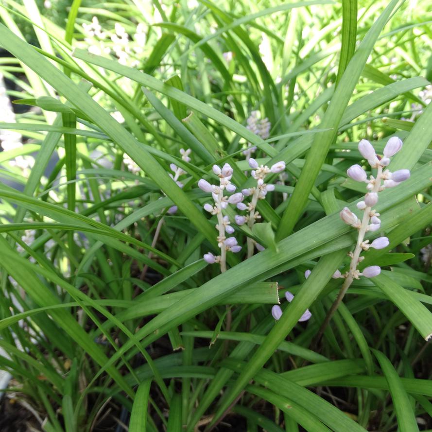 Liriope muscari 'Super Blue'