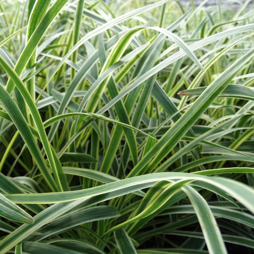 Liriope muscari 'Variegata'