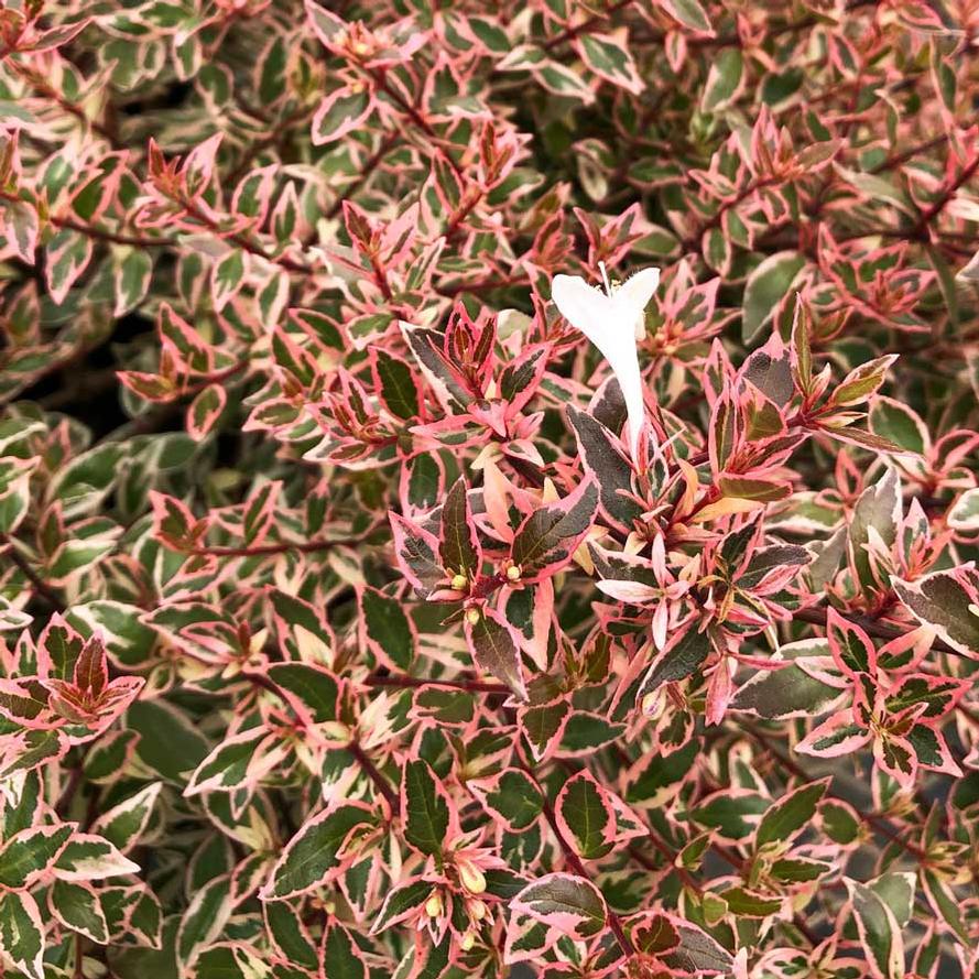 Abelia hybrid Suntastic™ 'Pink'