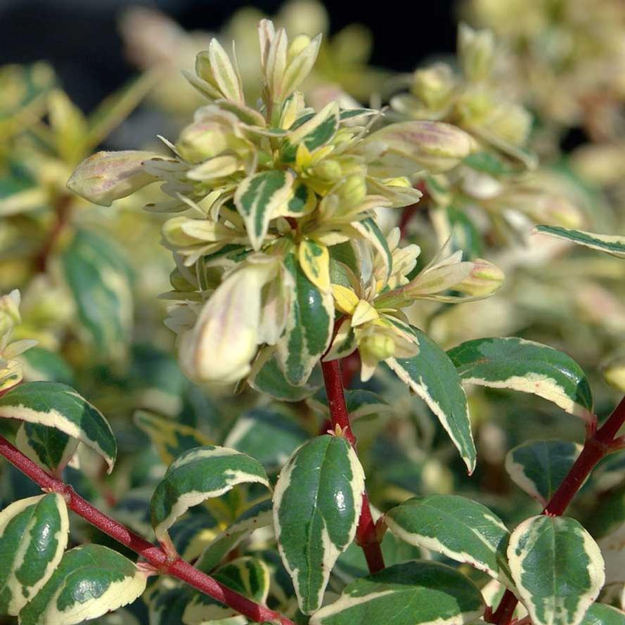 Abelia hybrid Suntastic™ 'Radiance'
