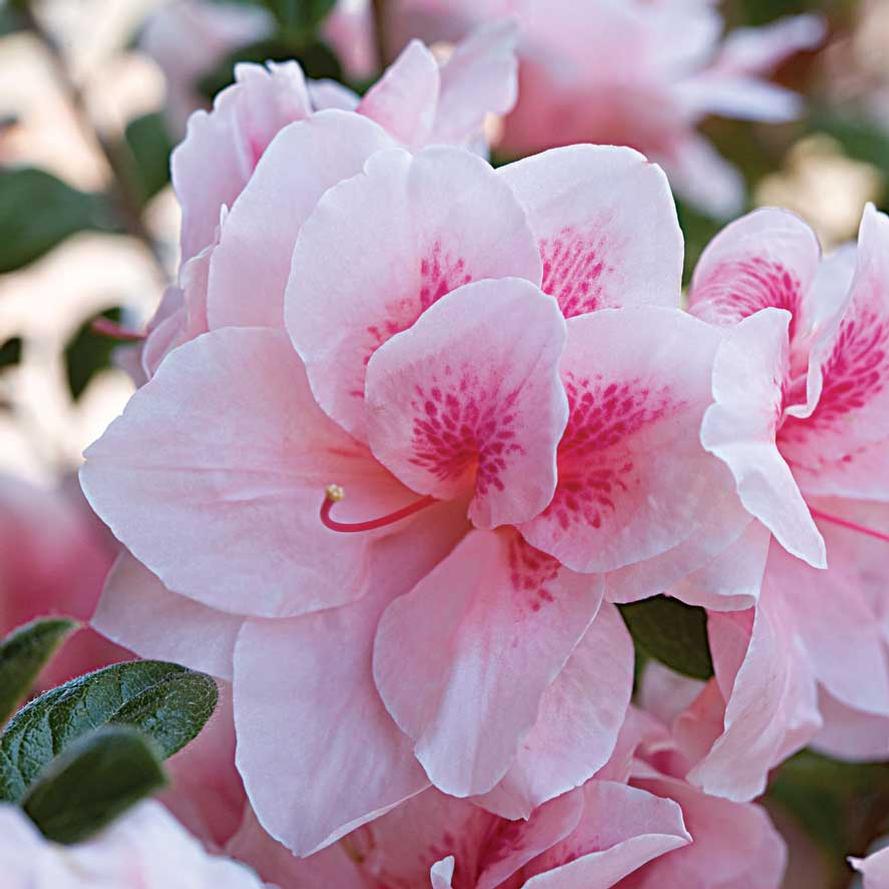 Rhododendron hybrid Encore® 'Autumn Belle®'