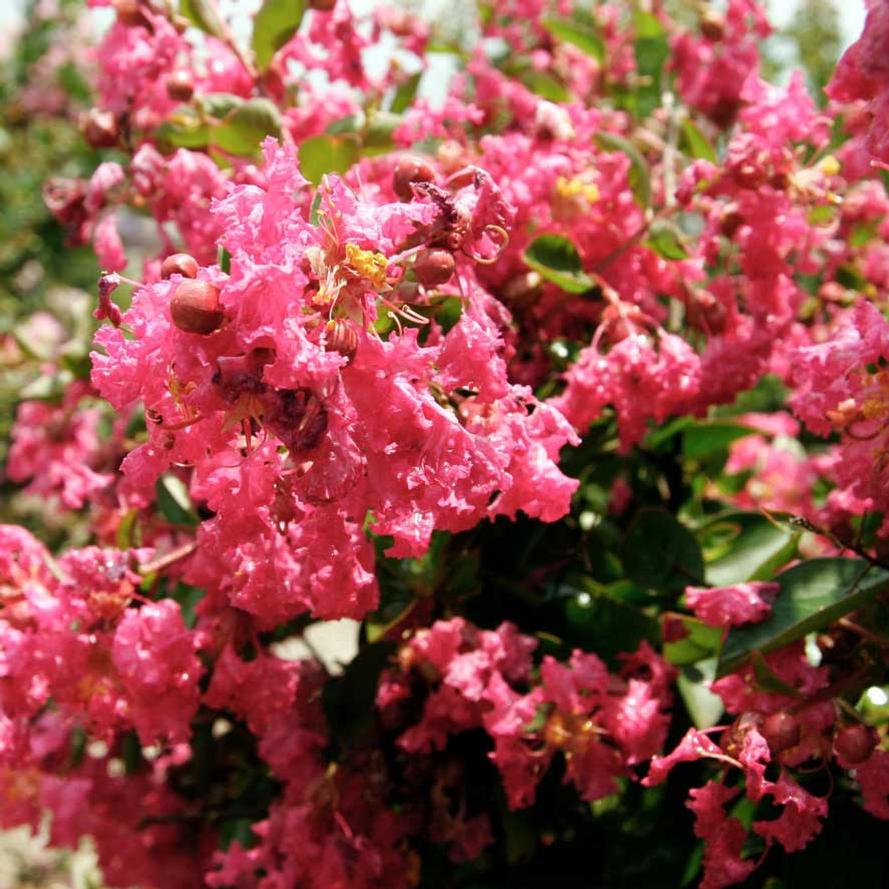 Lagerstroemia Early Bird™ 'Pink'
