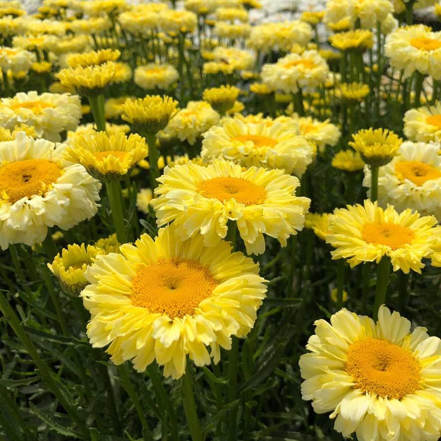 Leucanthemum superbum REALFLOR® 'Real Goldcup'