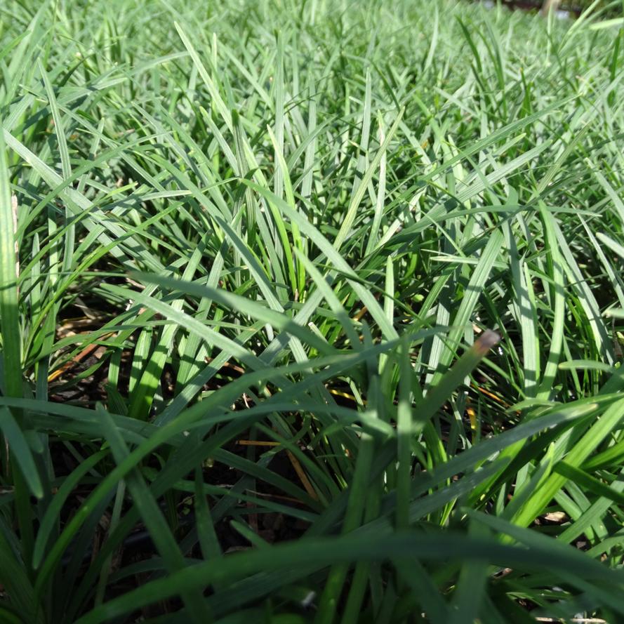Ophiopogon japonicus ''
