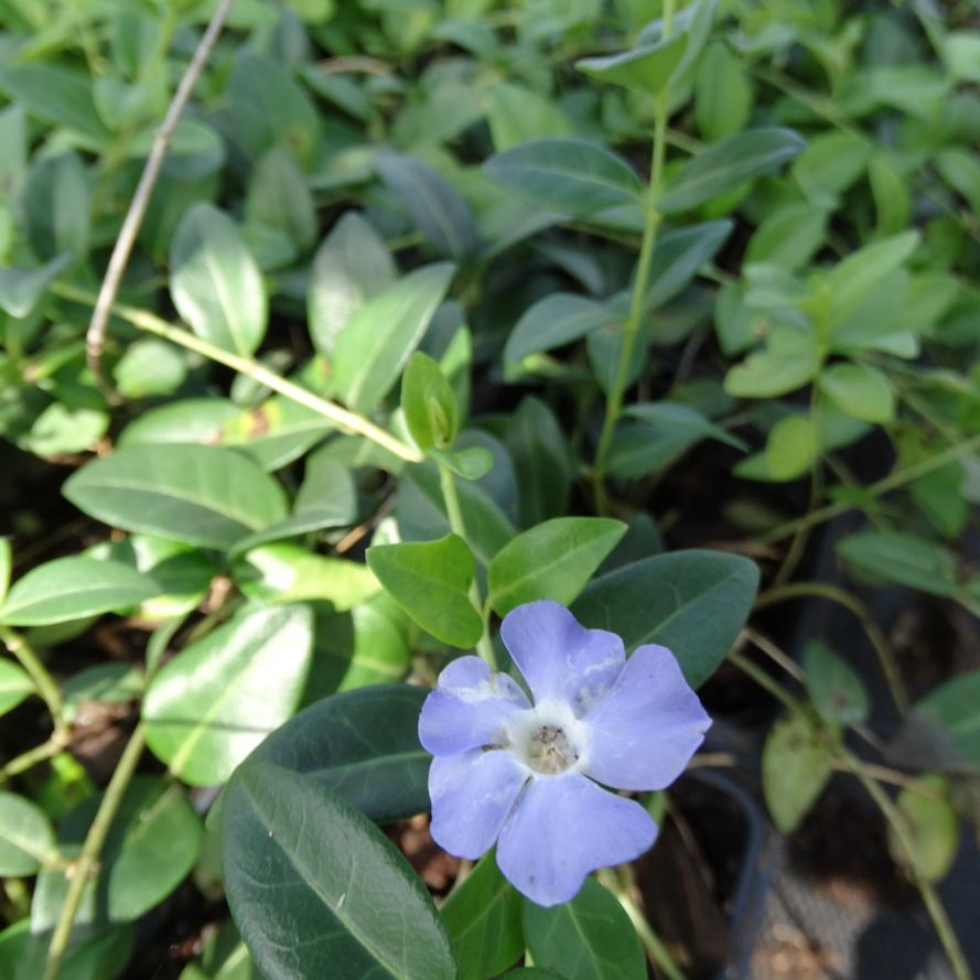 Vinca minor ''