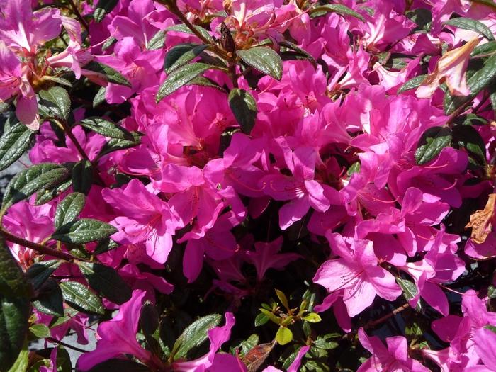Rhododendron hybrid Encore® 'Autumn Amethyst®'