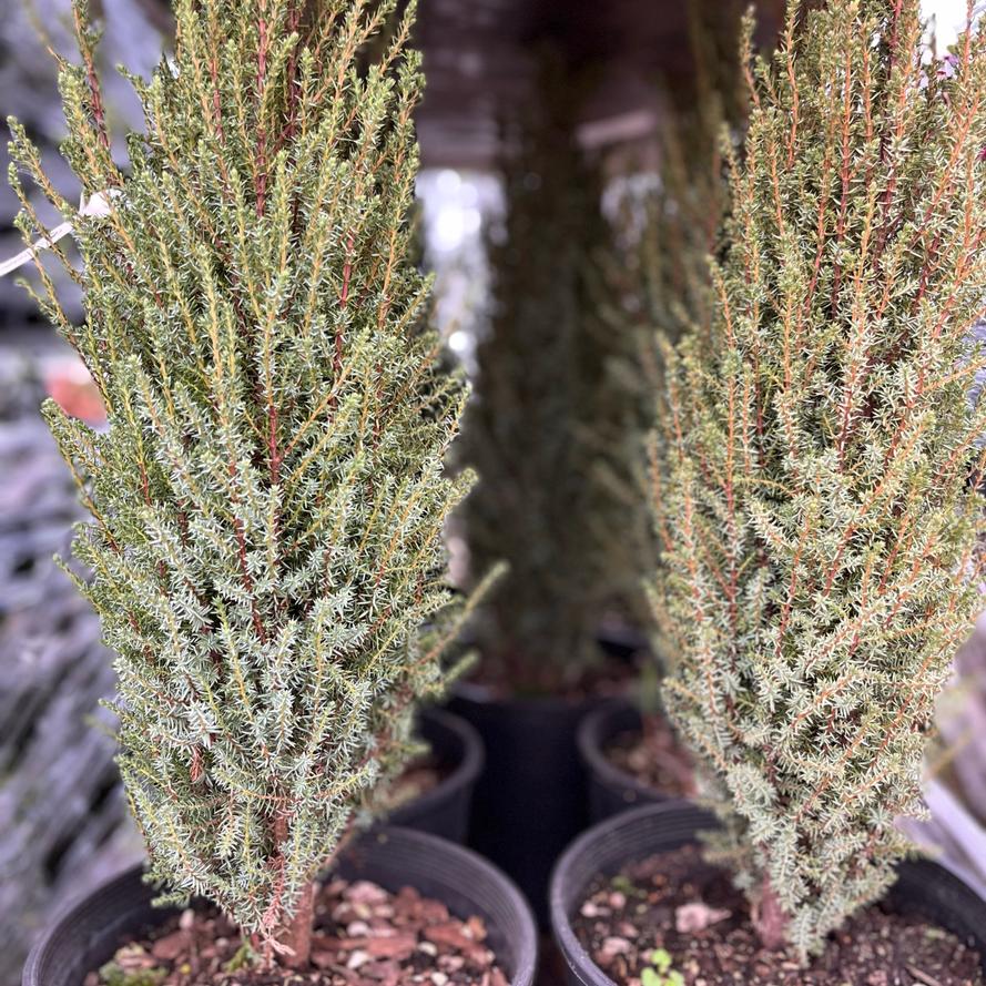 Juniperus communis 'Compressa'