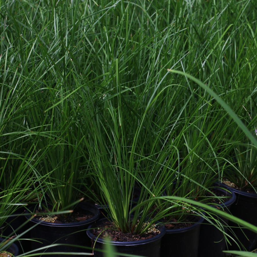 Lomandra longifolia 'Breeze'