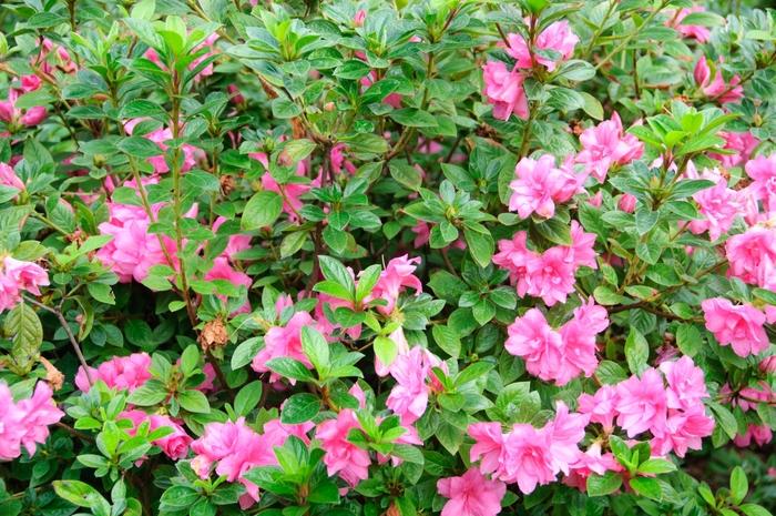 Rhododendron hybrid Encore® 'Autumn Carnation®'