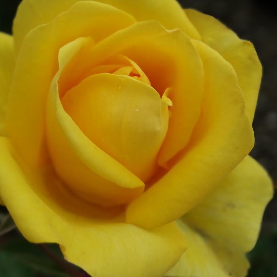 Rosa x Bloomables® 'Gilded Sun™'