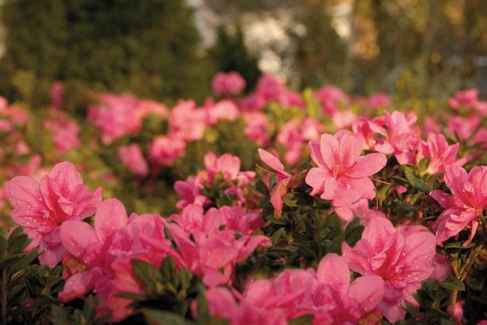 Rhododendron hybrid Encore® 'Autumn Empress™'