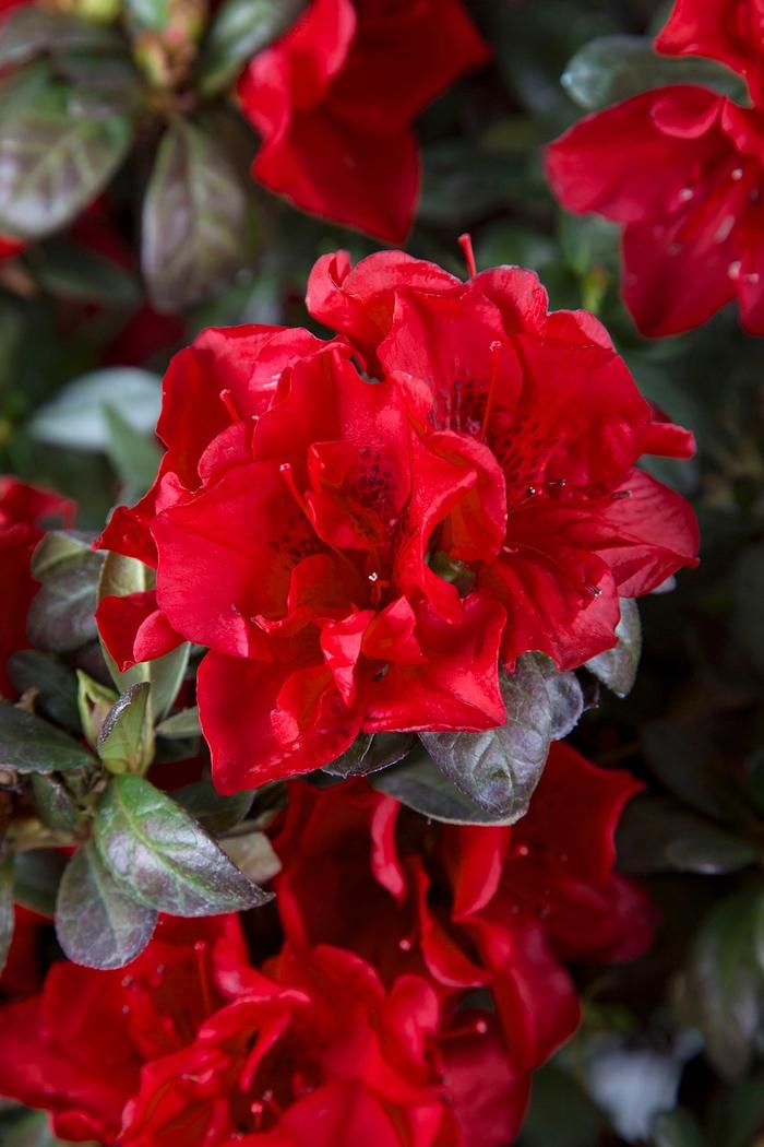 Rhododendron hybrid Encore® 'Autumn Fire®'