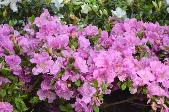 Rhododendron hybrid Encore® 'Autumn Lilac®'