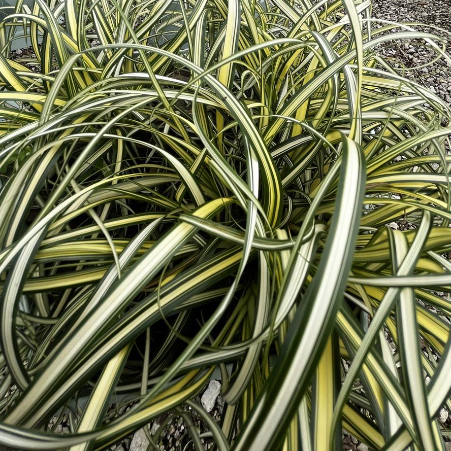 Carex hybrida 'Moon Falls'