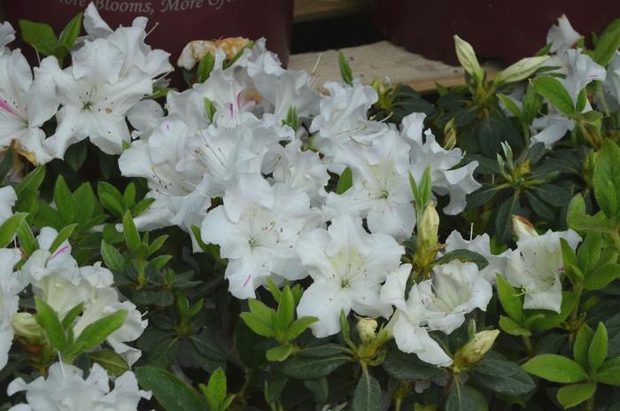 Rhododendron hybrid Encore® 'Autumn Lily®'