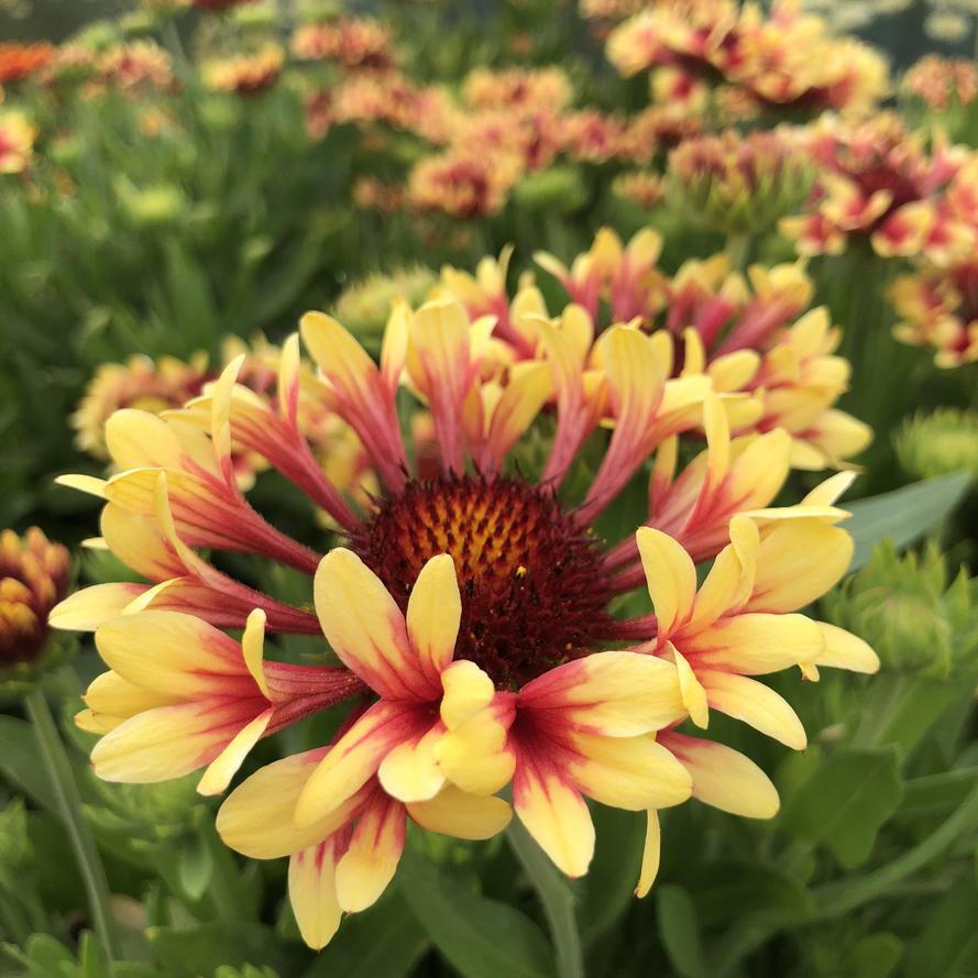 Gaillardia x grandiflora REALFLOR® 'Fanfare Showtime'