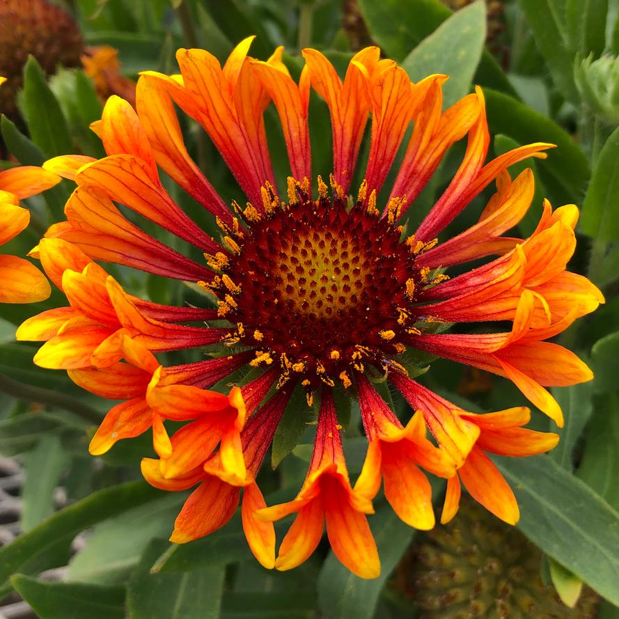 Gaillardia x grandiflora REALFLOR® 'Fanfare Amber Glow'