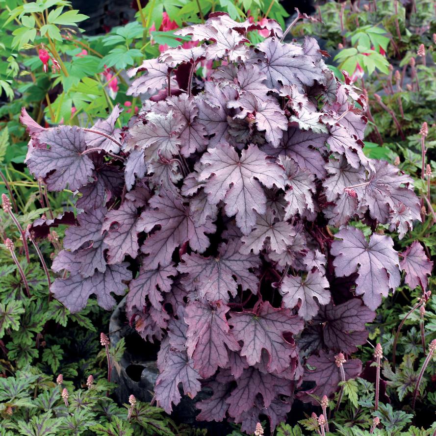 Heucherella hybrid 'Plum Cascade'