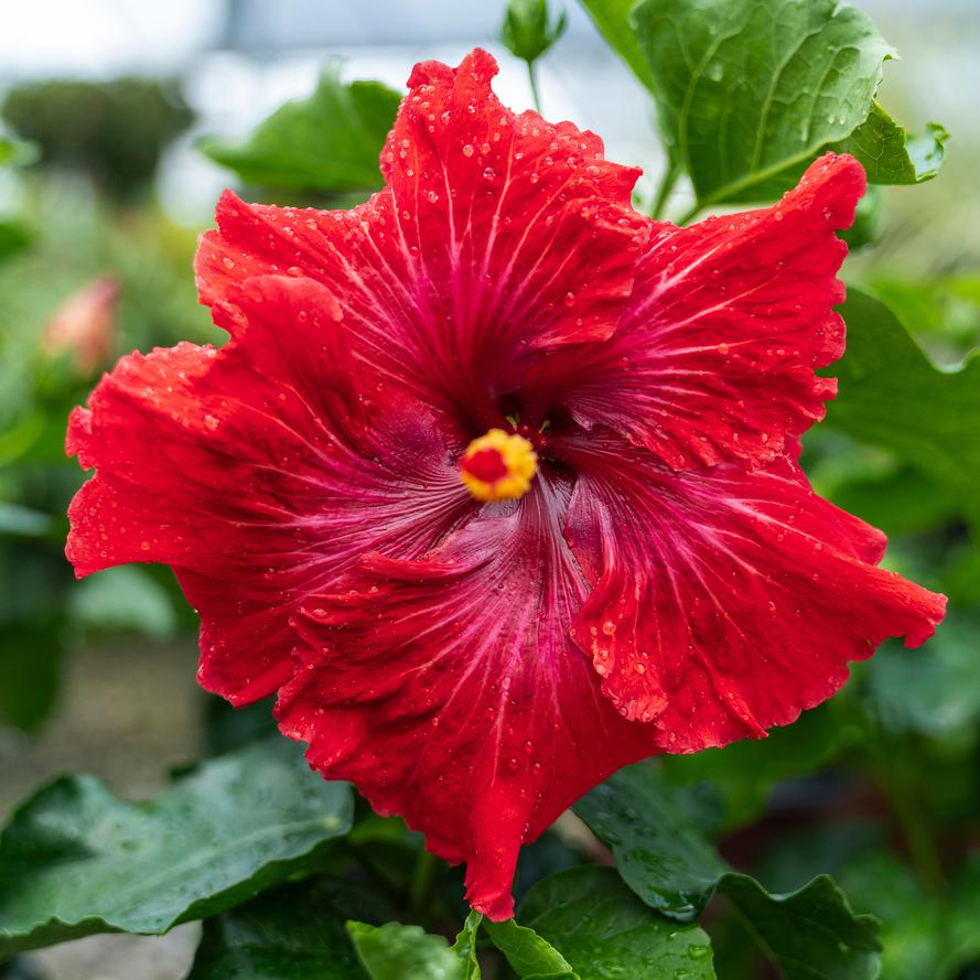 Hibiscus rosa-sinensis Cajun™ 'Big Poppa'
