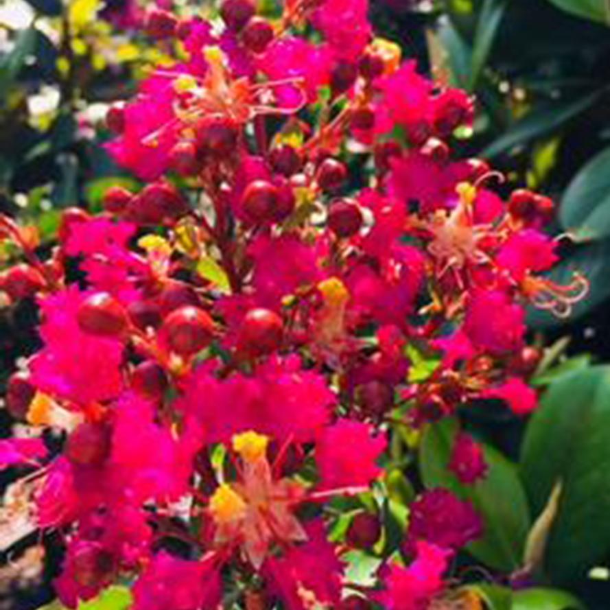 Lagerstroemia indica 'Miss Gail'