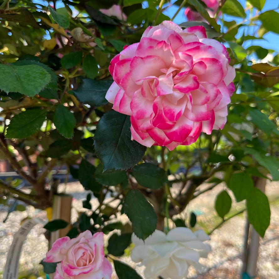 Rosa x Bloomables® 'Candy Cane Cocktail™'