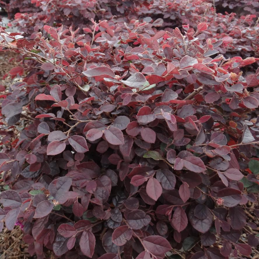 Loropetalum chinense 'Jazz Hands®'