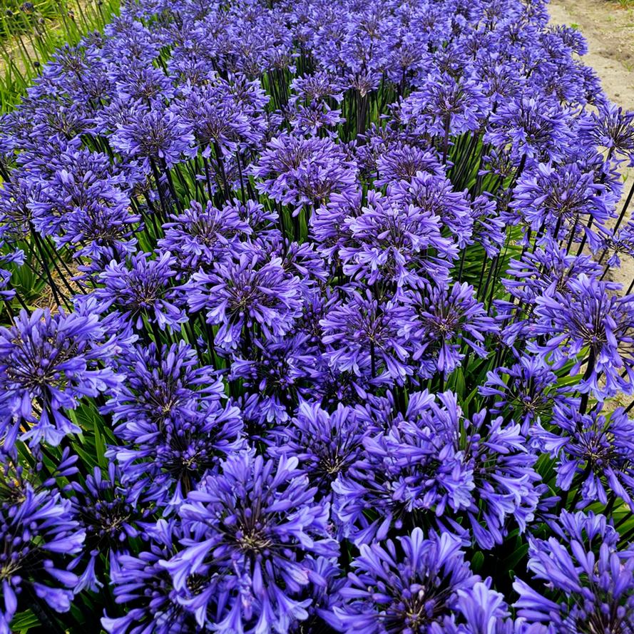 Agapanthus hybrid 'Black Arrow™'