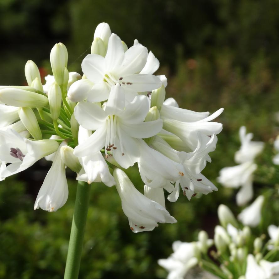 Agapanthus hybrid 'Galaxy White'