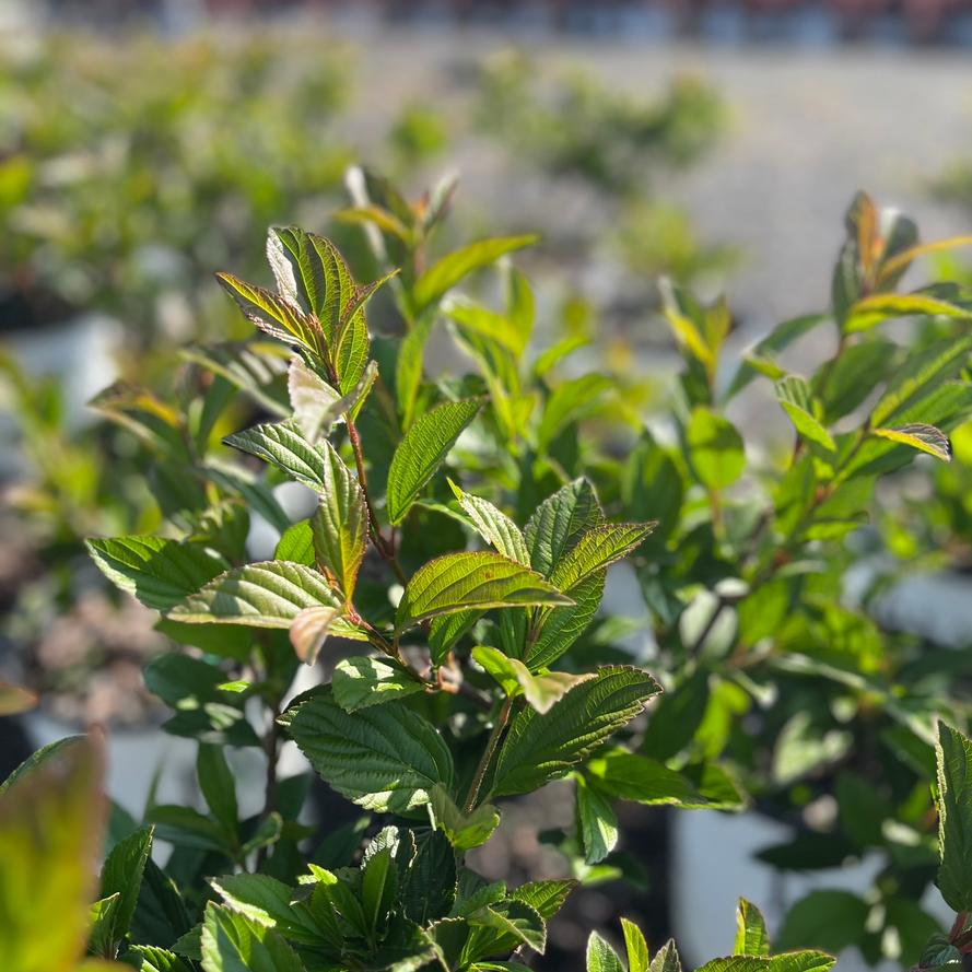 Viburnum 'Sweet Talker®'