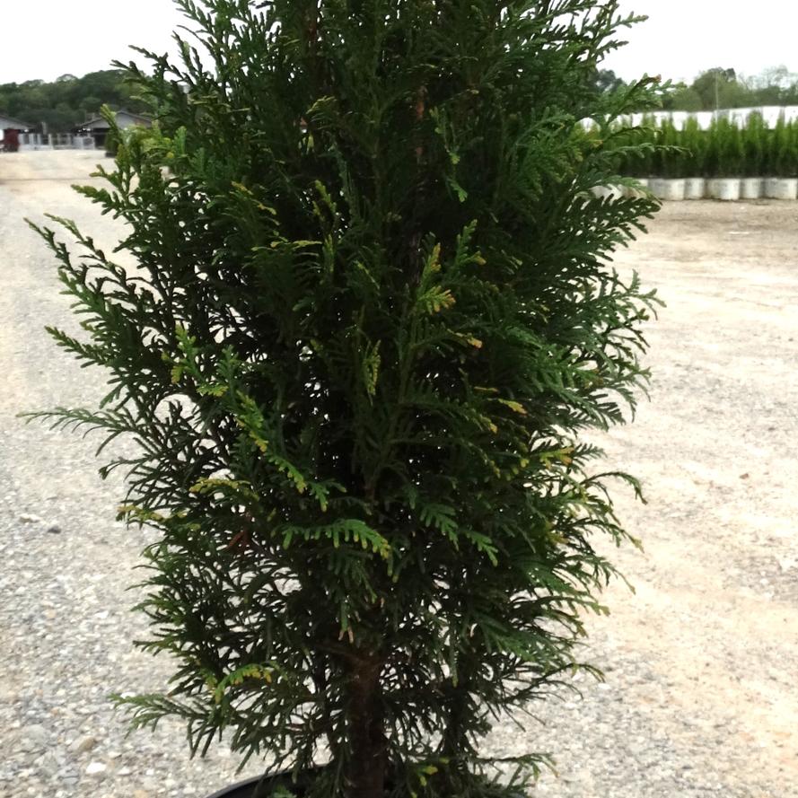 Thuja plicata 'Northern Spire'