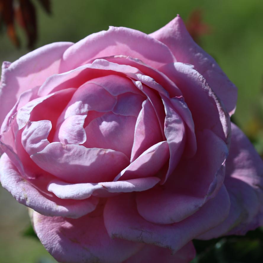 Rosa x 'Belinda's Dream'