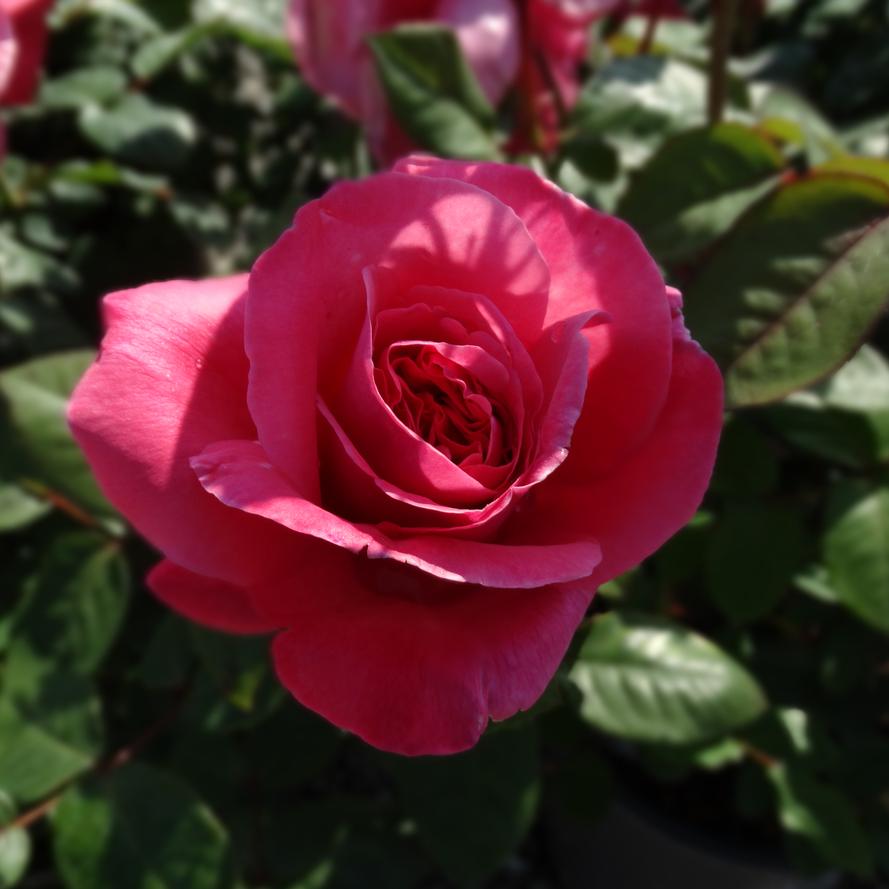 Rosa x Bloomables® 'Dee-Lish®'
