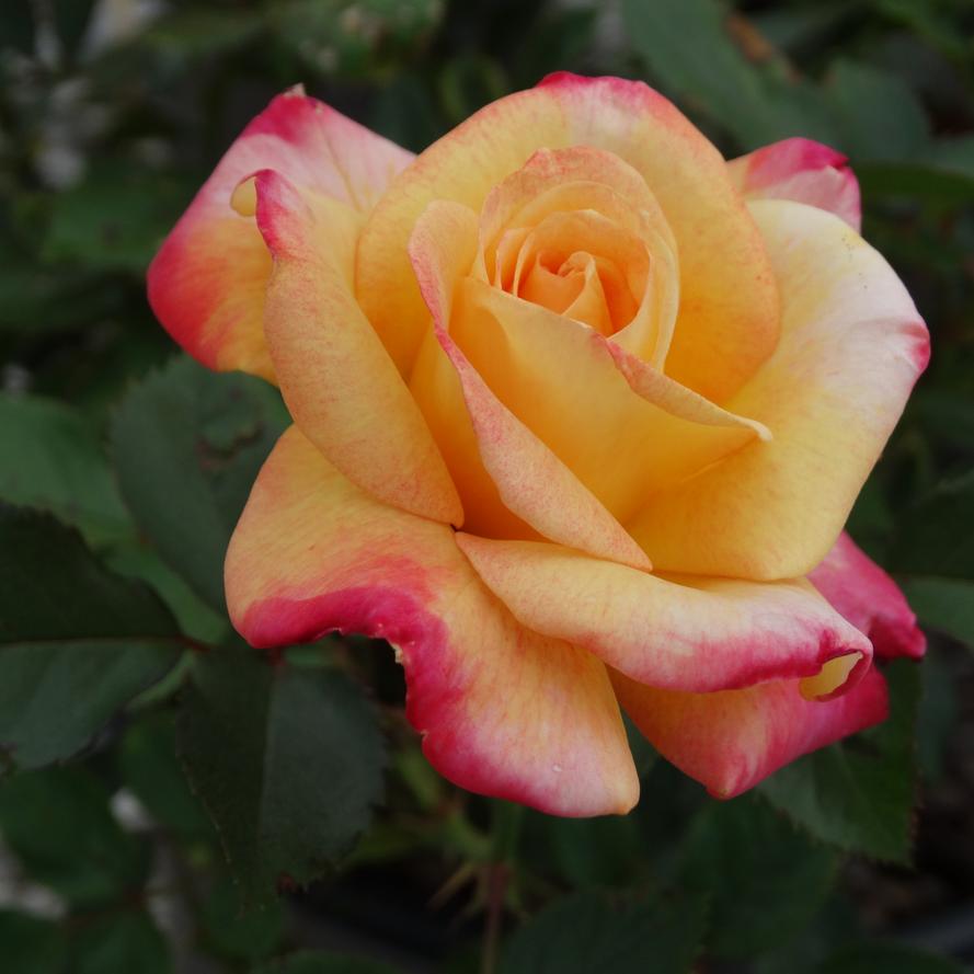 Rosa x Bloomables® 'Enchanted Peace™'