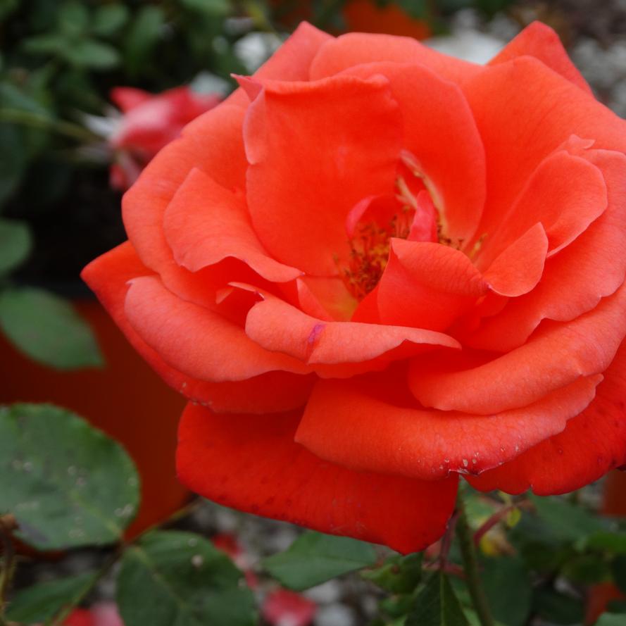 Rosa x Bloomables® 'Lasting Peace™'