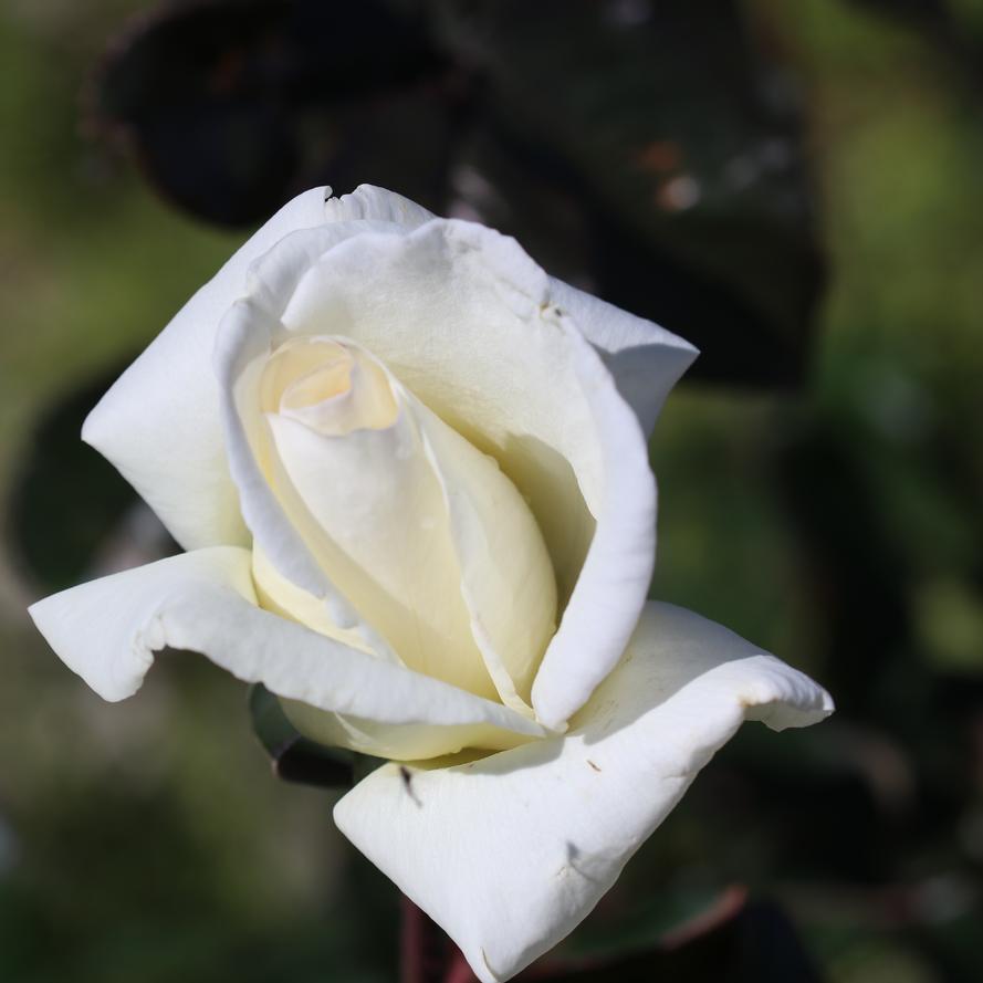 Rosa x 'Honor™'
