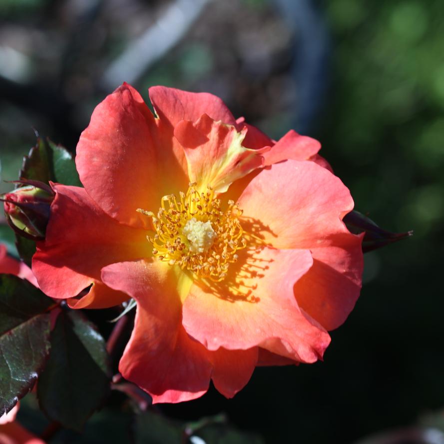 Rosa x Kolorscape® 'Firecracker'