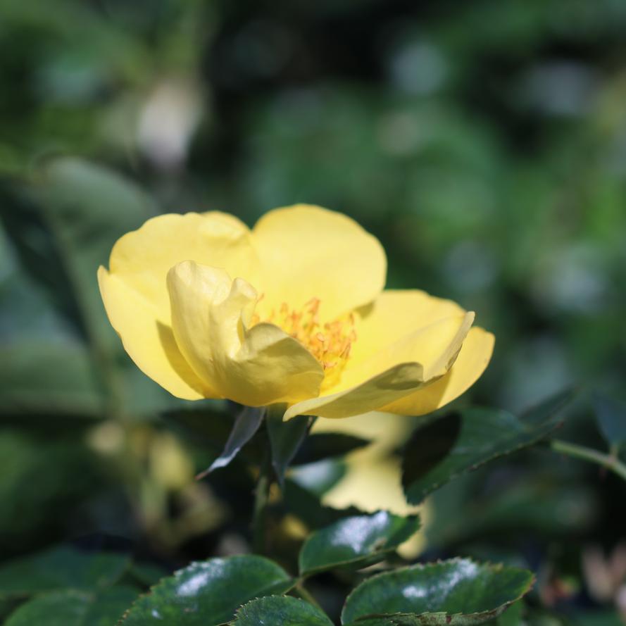 Rosa x Bloomables® 'Lemon Fizz™'