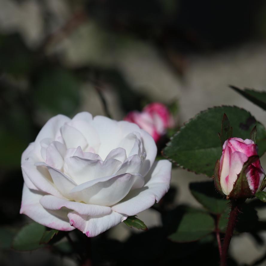 Rosa x 'Pearlscent™'