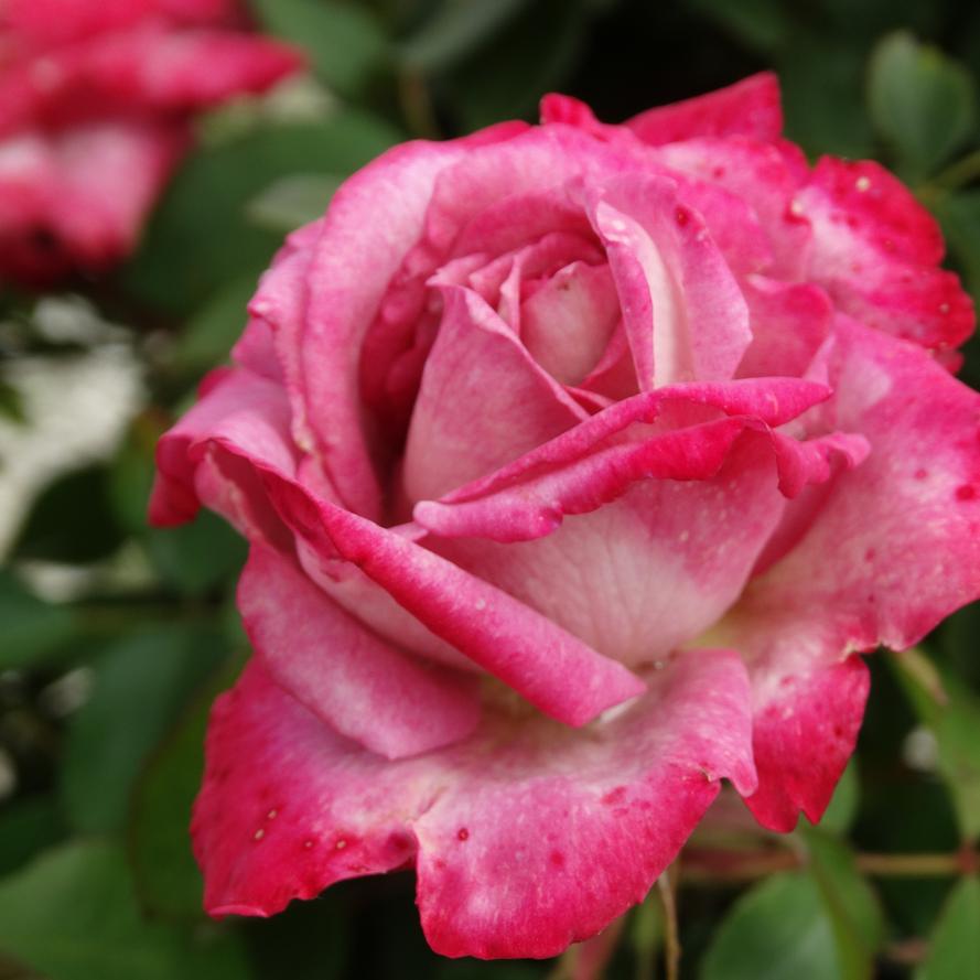 Rosa x 'Peppermint Pop™'