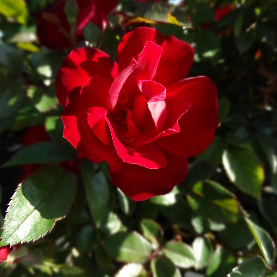 Rosa x Bloomables® 'Preference'
