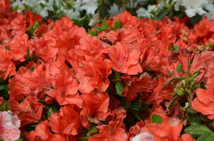 Rhododendron hybrid Encore® 'Autumn Sunset®'