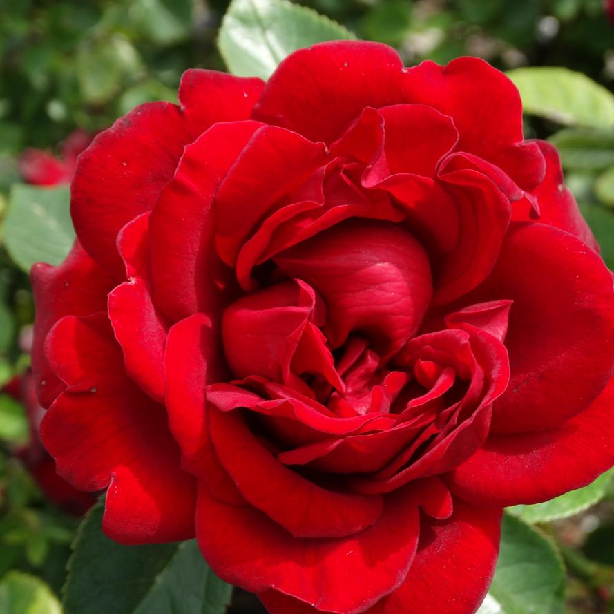 Rosa x Bloomables® 'Sunbelt® Desmond Tutu™'