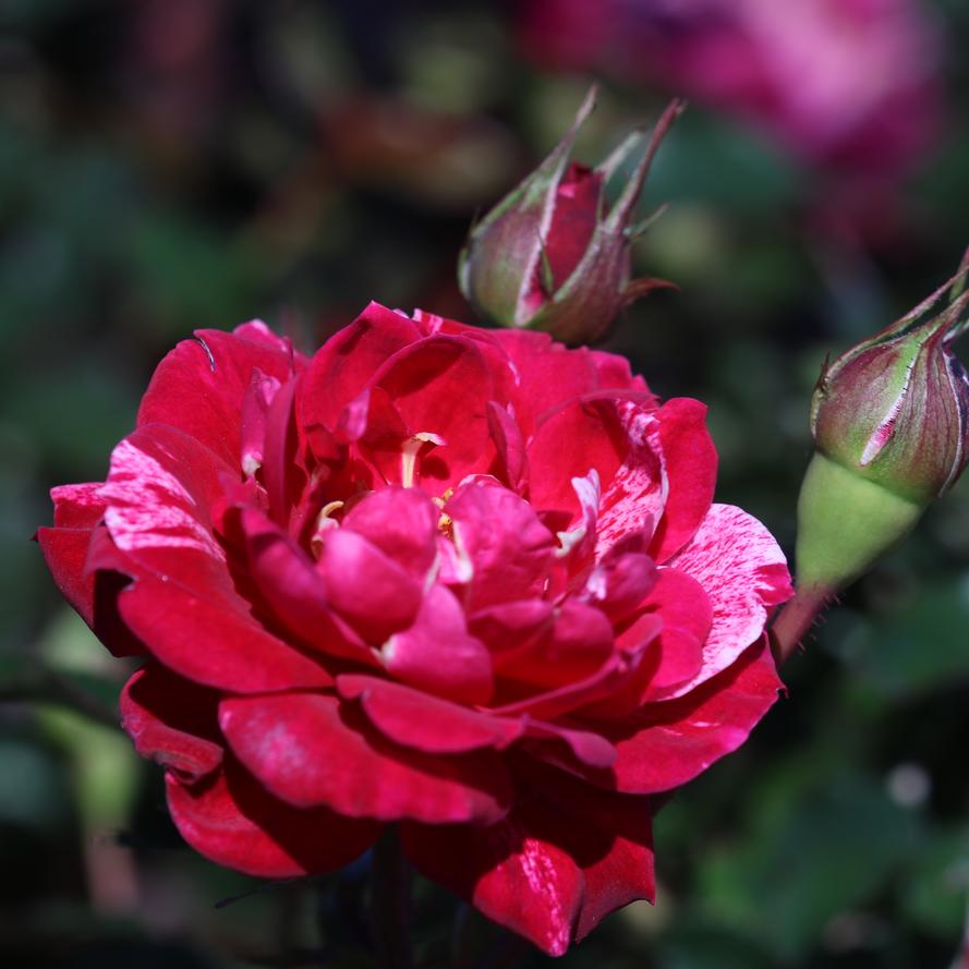 Rosa x Bloomables® 'Sunblaze® Candy'