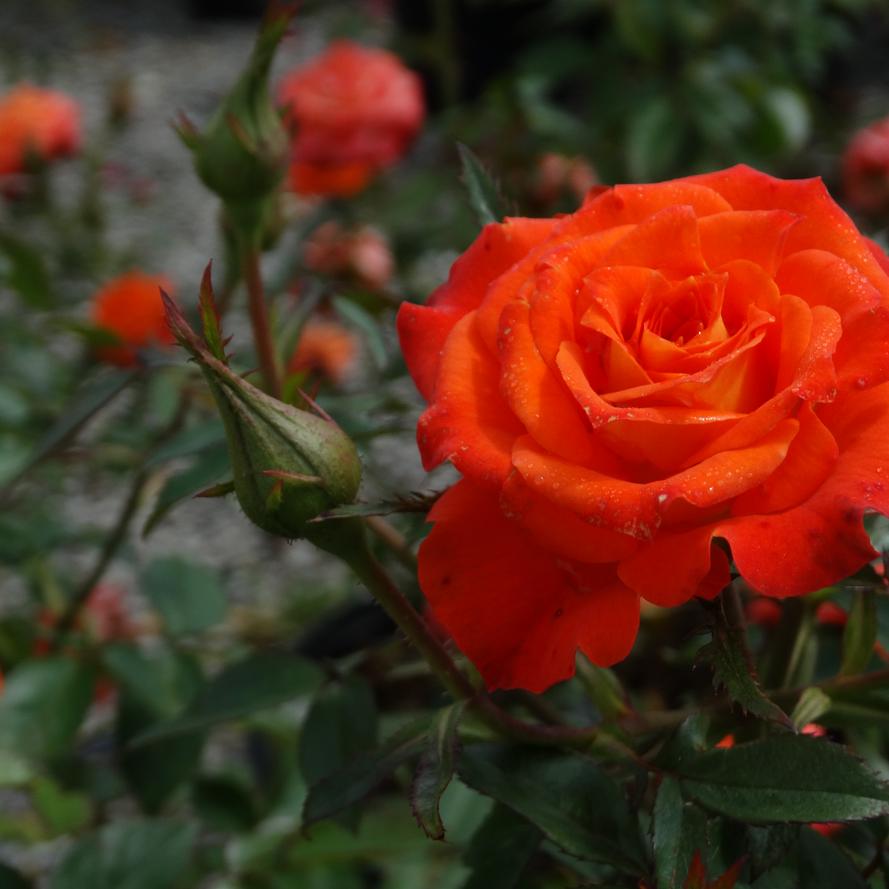 Rosa x 'Sunblaze® Mandarin'