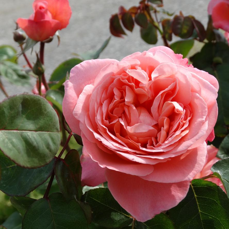 Rosa x Bloomables® 'Sweet Mademoiselle™'