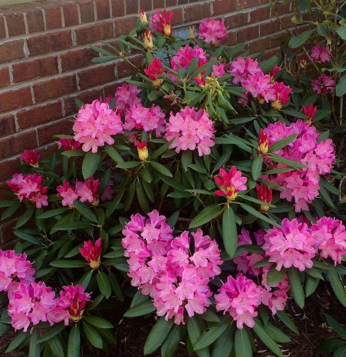 Rhododendron hybrid Southgate® 'Brandi™'