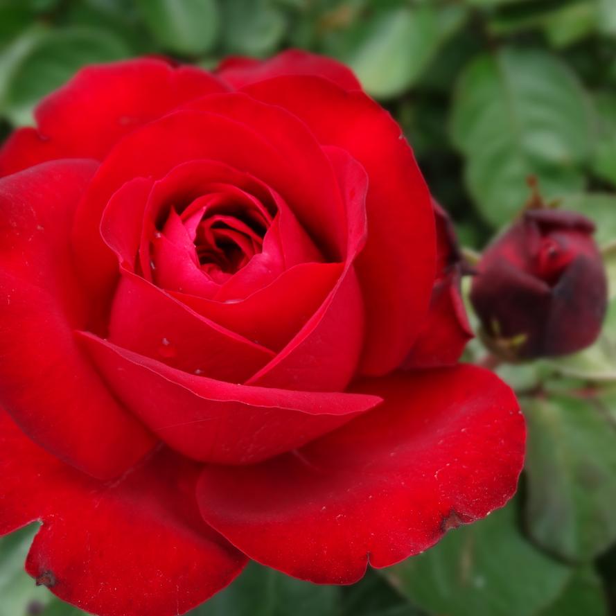 Rosa x Bloomables® 'Tiamo™'