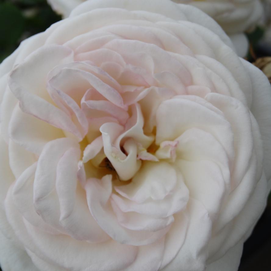 Rosa x Bloomables® 'Top Cream™'