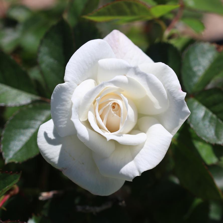 Rosa x Bloomables® 'Veranda® White'