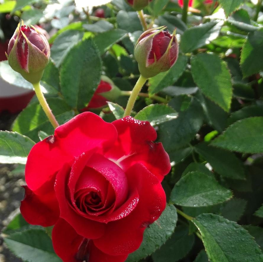 Rosa x True Bloom® 'True Love™'